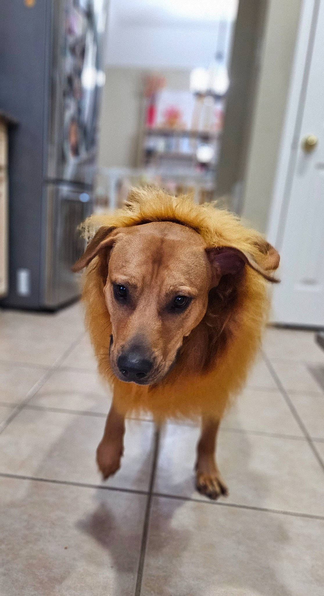 Shushu joined the competition — help win amazing prizes! canidae, carnivore, companion_dog, dog, dog_breed, door, fawn, floor, flooring, fur, gas, liver, puppy, snout, sporting_group, street_dog, whiskers, working_animal