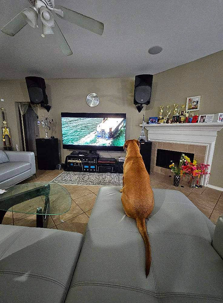 Shushu is registered to the contest to win money with this photo: ceiling, ceiling_fan, comfort, couch, floor, flooring, hardwood, home_appliance, houseplant, interior_design, lamp, linens, living_room, mechanical_fan, picture_frame, plant, television, television_set, window, wood