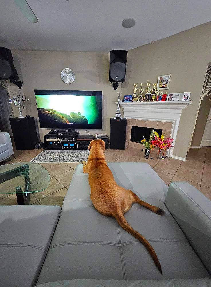 Shushu is registered to the contest to win money with this photo: carnivore, comfort, companion_dog, couch, dog, dog_breed, fawn, felidae, flat_panel_display, floor, flooring, hardwood, home_appliance, interior_design, living_room, small_to_medium_sized_cats, tail, television, television_set, wood