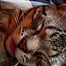 animal, blanket, cat, close_up, cozy, cute, domestic_cat, face, feline, fur, indoor, nap, pet, relaxed, resting, sleeping, soft_fabric, tabby, tongue_out, whiskers