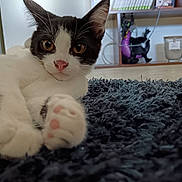 Haku participe au concours pour gagner de l'argent avec cette photo : cat, black_and_white, kitten, paw, nose, indoor, rug, fluffy, close_up, pet, animal, curious, feline, floor, decor, figurine, candle, background, cozy, relaxed