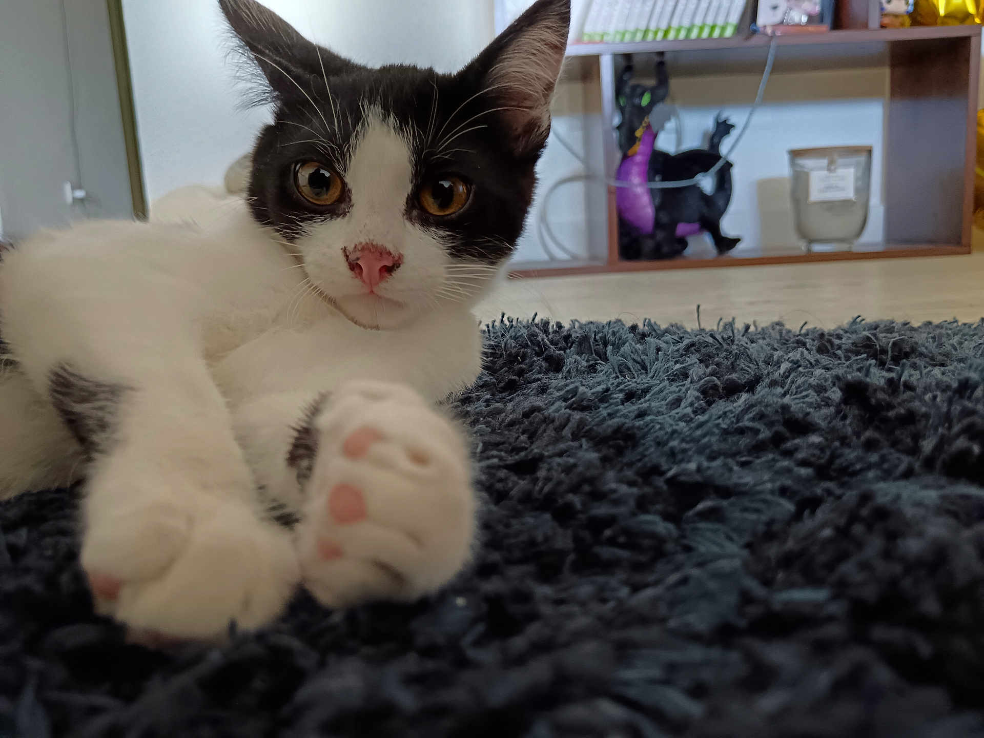 Haku