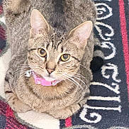 Maggie is registered to the contest to win money with this photo: cat, tabby_cat, pet, animal, fur, whiskers, collar, bell, indoor, rug, pattern, floor, cute, looking_up, ears, eyes, sitting, domestic_cat, feline, closeup