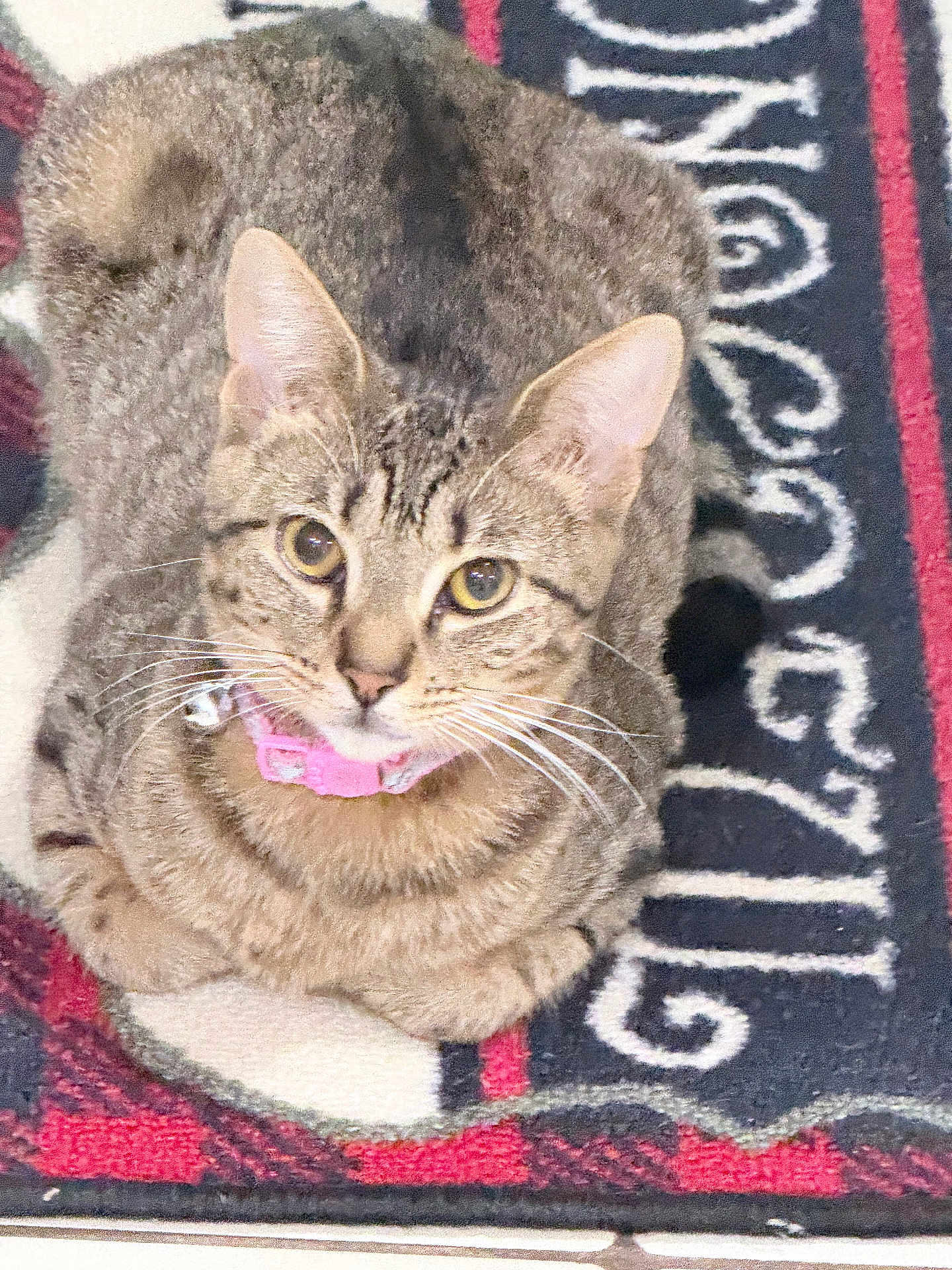 Maggie is registered to the contest to win money with this photo: cat, tabby_cat, pet, animal, fur, whiskers, collar, bell, indoor, rug, pattern, floor, cute, looking_up, ears, eyes, sitting, domestic_cat, feline, closeup