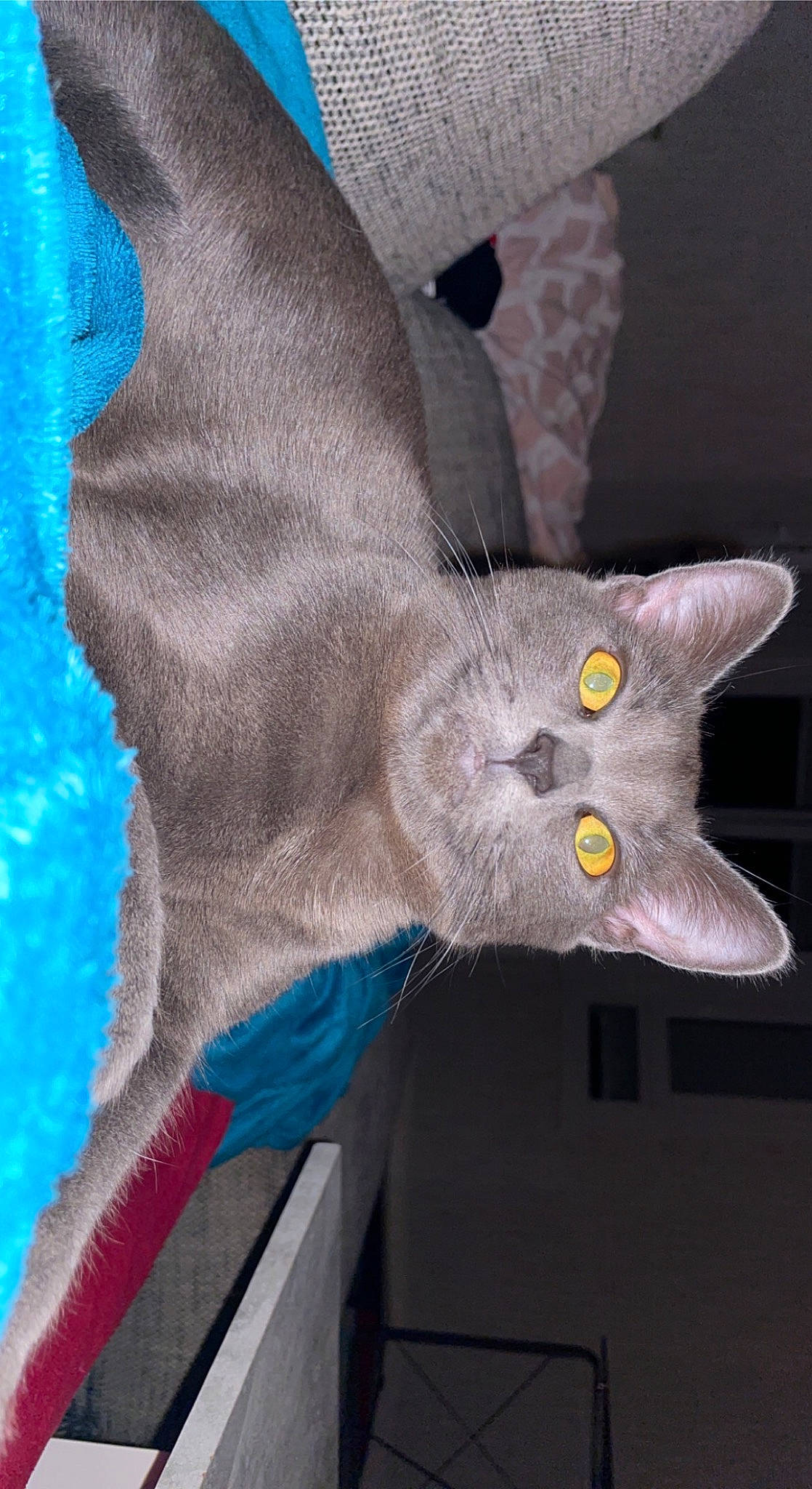 Yuna a rejoint le concours — aidez-le/la à gagner de superbes lots ! art, blue, carnivore, cat, claw, domestic_short_haired_cat, electric_blue, felidae, fur, gesture, grey, head, paint, russian_blue, small_to_medium_sized_cats, snout, tail, visual_arts, whiskers