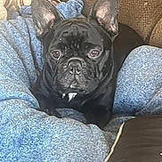 Boddhi is registered to the contest to win money with this photo: animal, black_dog, blanket, blue_blanket, brown_couch, comfort, companion, couch, cozy, curtains, dog, ears, face, french_bulldog, fur, home, indoor, patterned_curtains, pet, resting