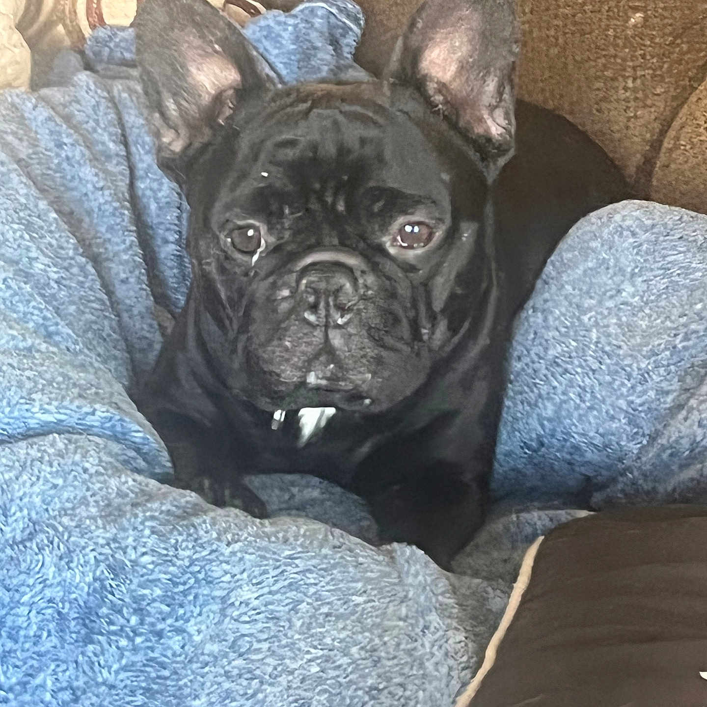 Boddhi is registered to the contest to win money with this photo: animal, black_dog, blanket, blue_blanket, brown_couch, comfort, companion, couch, cozy, curtains, dog, ears, face, french_bulldog, fur, home, indoor, patterned_curtains, pet, resting