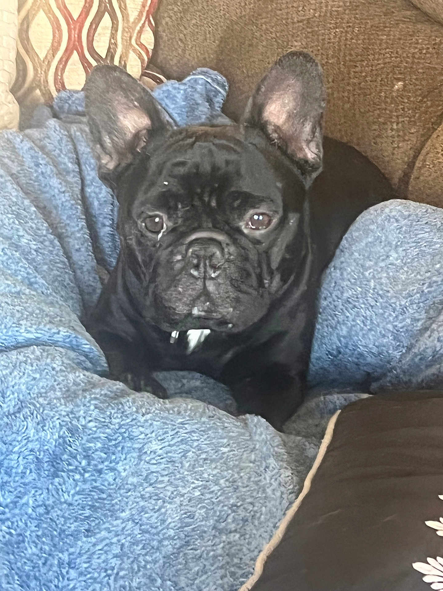 Boddhi is registered to the contest to win money with this photo: animal, black_dog, blanket, blue_blanket, brown_couch, comfort, companion, couch, cozy, curtains, dog, ears, face, french_bulldog, fur, home, indoor, patterned_curtains, pet, resting