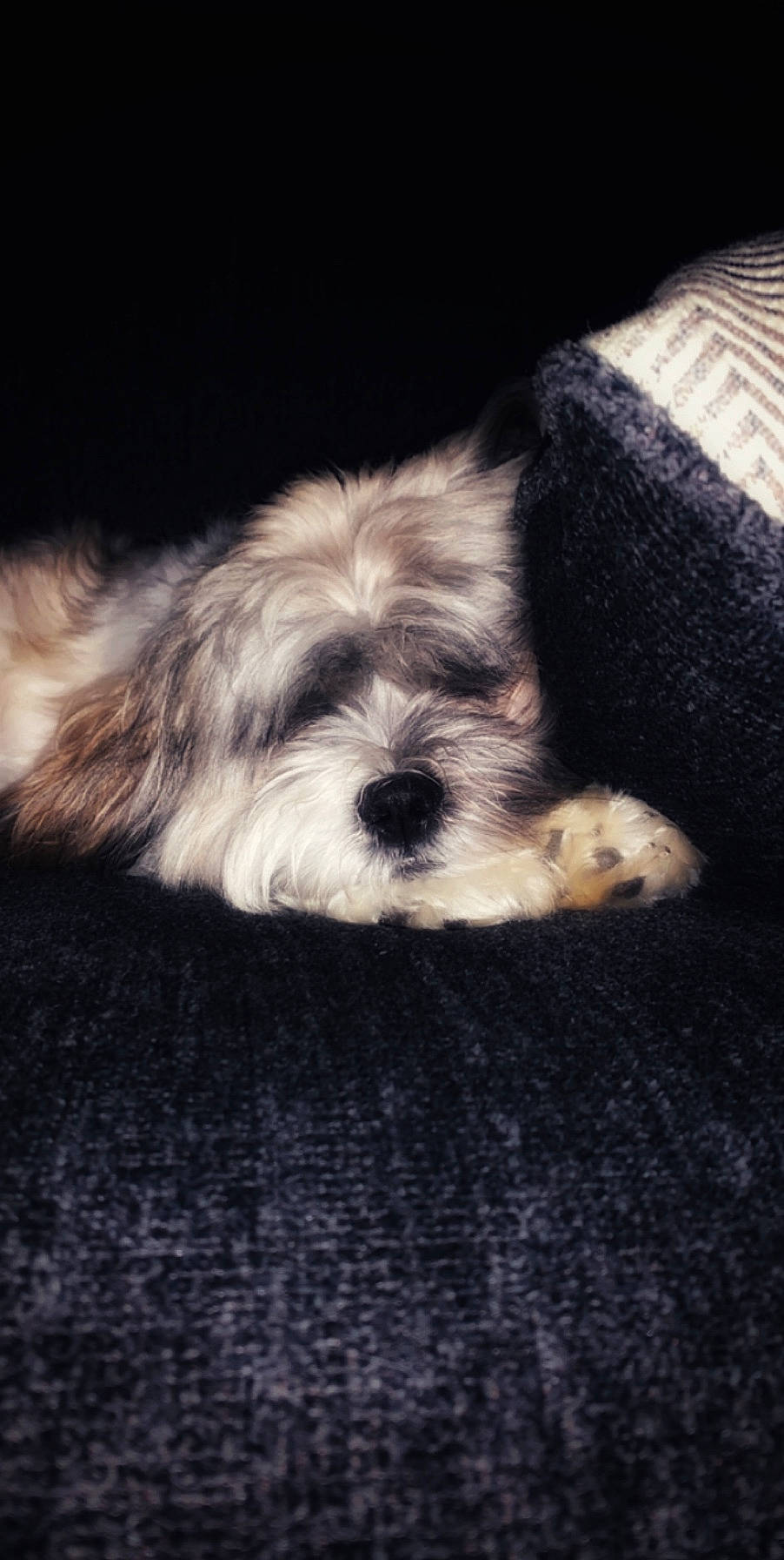 Flip joined the competition — help win amazing prizes! canidae, carnivore, cloud, companion_dog, darkness, dog, dog_breed, fur, maltepoo, non_sporting_group, poodle_crossbreed, small_terrier, snout, sporting_group, terrier, toy_dog, working_animal