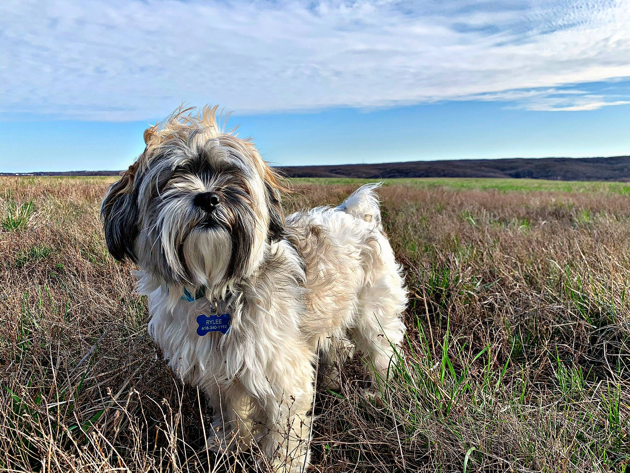 Flip is registered to the contest to win money with this photo: canidae, carnivore, cloud, companion_dog, dog, dog_breed, fur, grass, grassland, liver, plant, sky, small_terrier, snout, sporting_group, terrier, toy_dog, watch, water_dog, wildlife