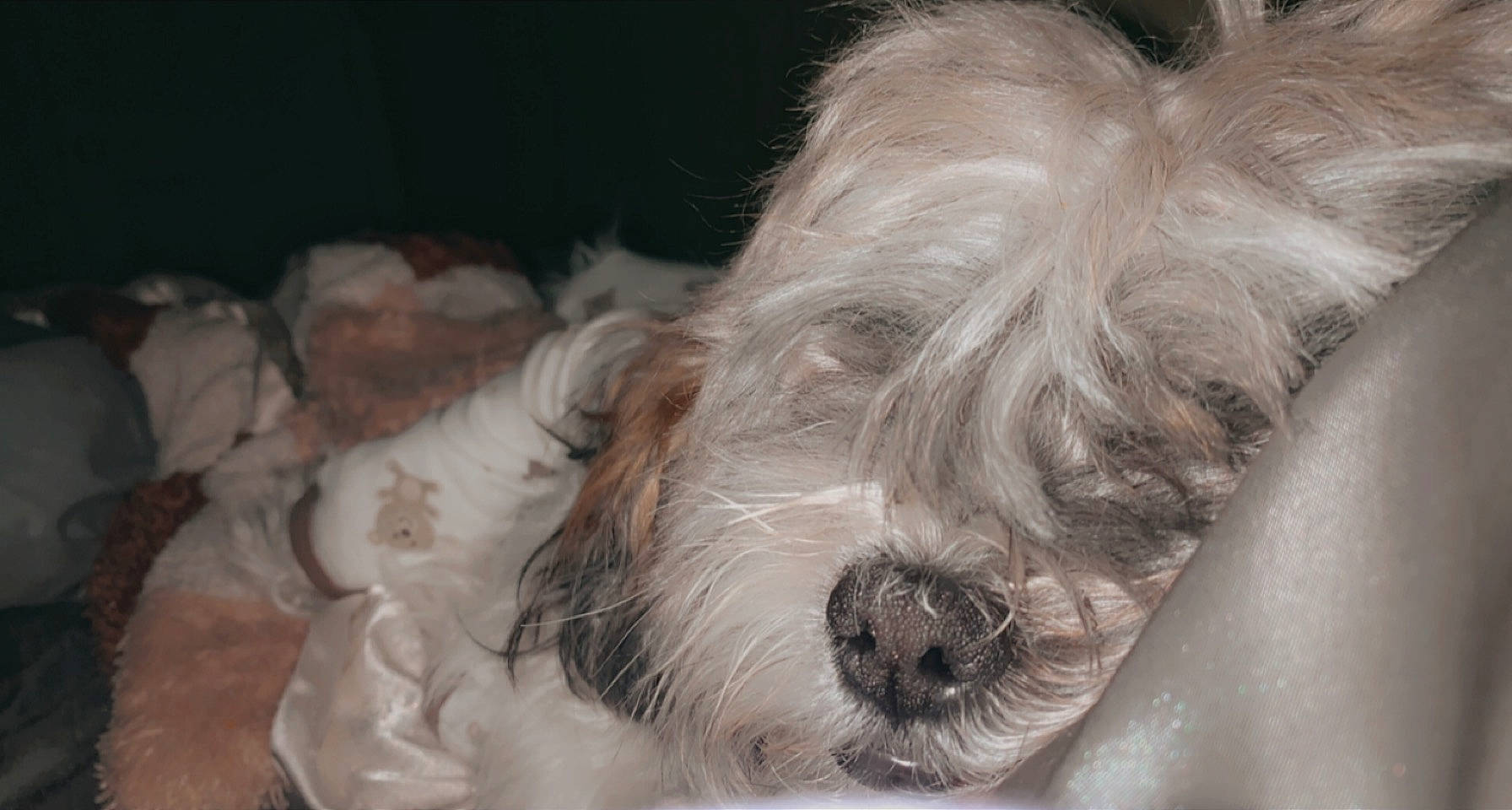 Flip is registered to the contest to win money with this photo: canidae, carnivore, cockapoo, companion_dog, dog, dog_breed, fur, liver, maltepoo, non_sporting_group, poodle_crossbreed, schnauzer, small_terrier, snout, sporting_group, terrier, tibetan_terrier, toy_dog, whiskers, working_animal