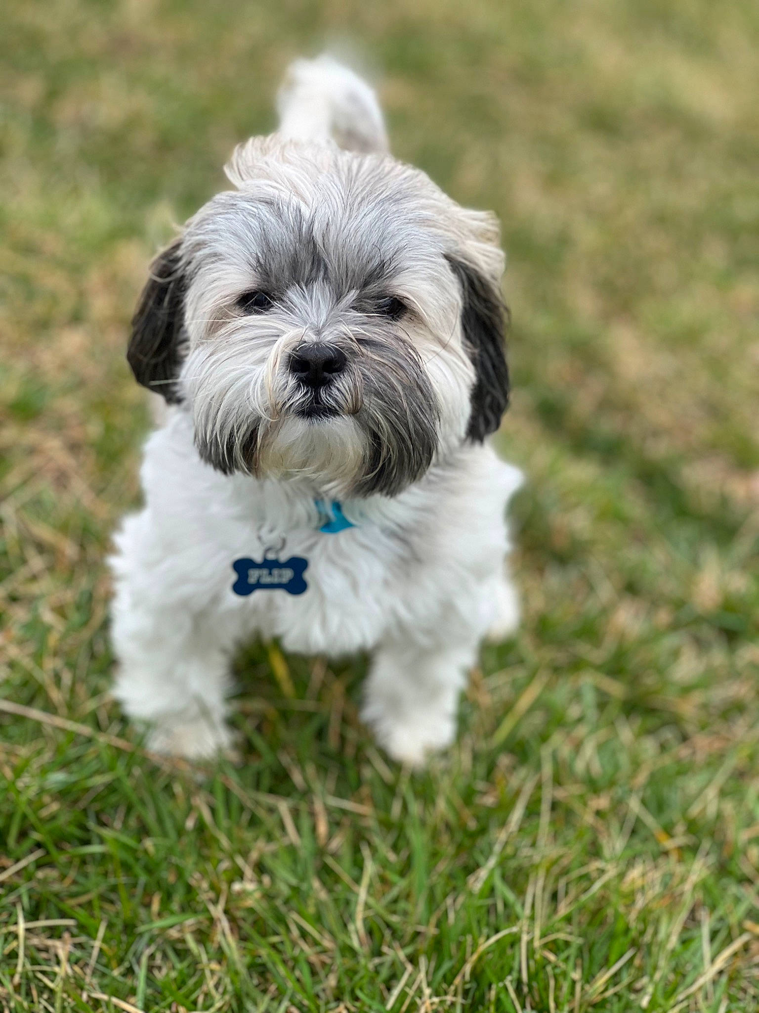 Flip joined the competition — help win amazing prizes! canidae, carnivore, companion_dog, dog, dog_breed, fur, grass, liver, mal_shi, maltepoo, plant, shih_tzu, small_terrier, snout, sporting_group, terrestrial_animal, terrier, toy_dog, water_dog, working_animal