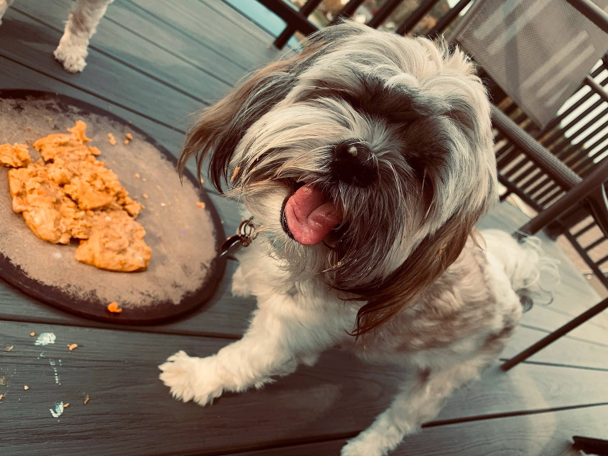 Flip joined the competition — help win amazing prizes! canidae, carnivore, comfort_food, companion_dog, dog, dog_breed, fur, liver, maltepoo, non_sporting_group, schapendoes, shih_tzu, small_terrier, snout, sporting_group, terrier, toy_dog, wood, working_animal, yorkipoo
