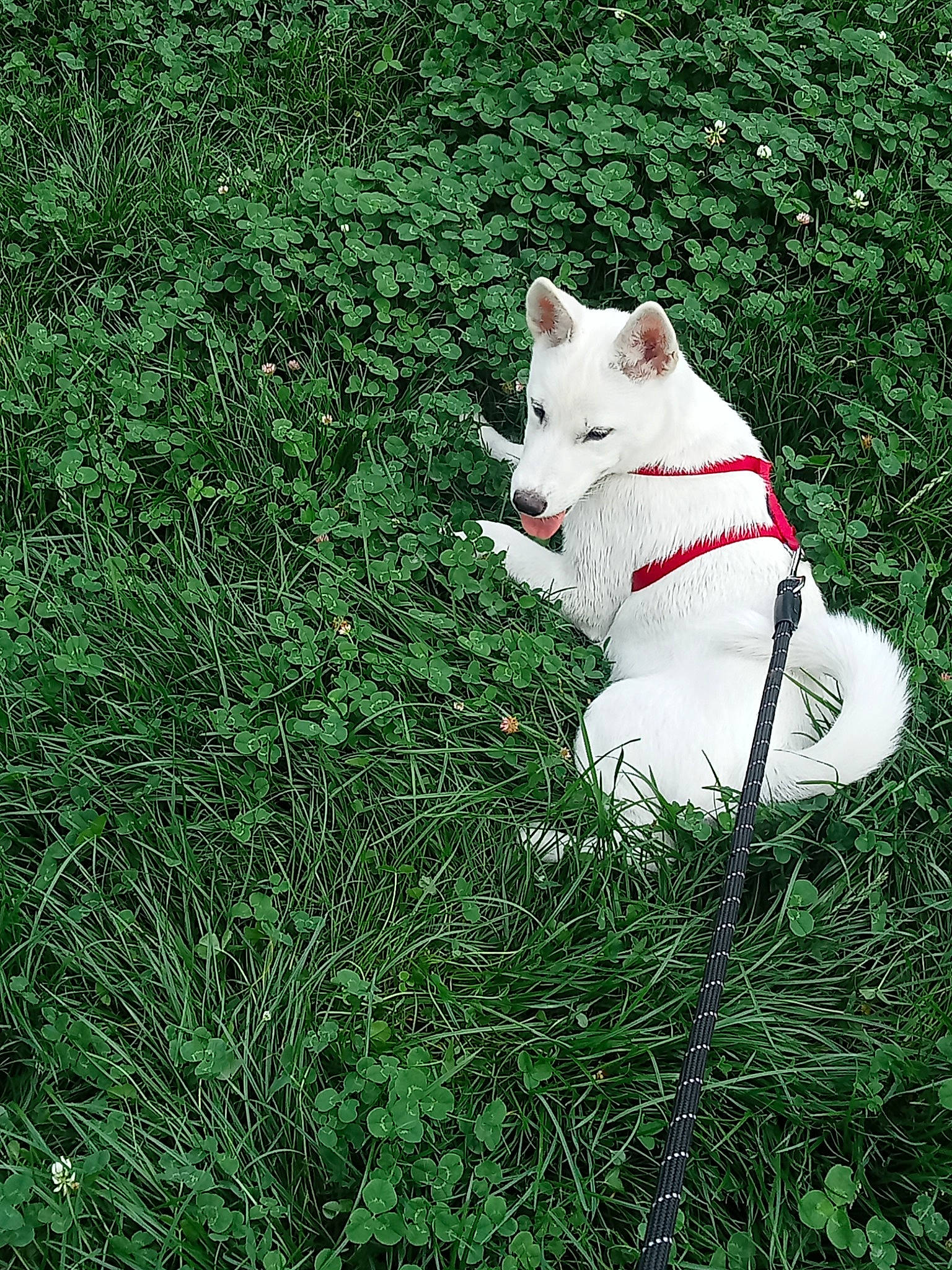 Haïda participe au concours pour gagner de l'argent avec cette photo : ancient_dog_breeds, canidae, carmine, carnivore, collar, companion_dog, dog, dog_breed, dog_collar, grass, grassland, groundcover, lawn, non_sporting_group, plant, shrub, snout, sporting_group, tail, working_animal