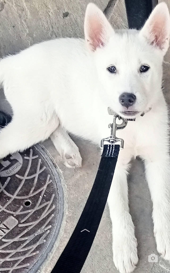 Haïda a rejoint le concours — aidez-le/la à gagner de superbes lots ! automotive_tire, bicycle, canidae, carnivore, circle, collar, companion_dog, dog, dog_breed, dog_collar, dog_supply, fawn, fur, head, snout, sporting_group, tail, terrestrial_animal, white, working_animal