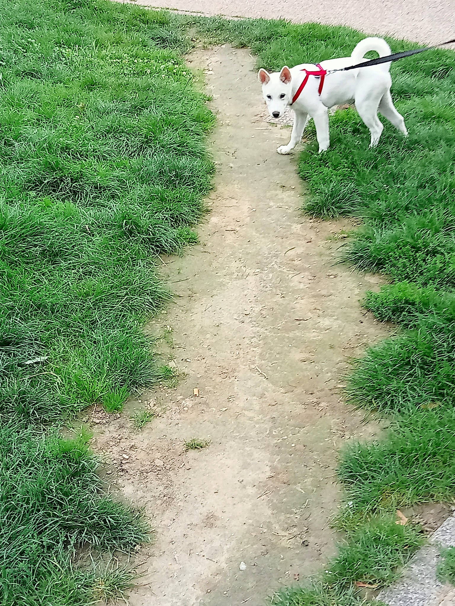 Haïda participe au concours pour gagner de l'argent avec cette photo : canidae, carnivore, companion_dog, dog, dog_breed, fawn, grass, grassland, groundcover, landscape, lawn, pasture, plant, road_surface, shrub, sidewalk, soil, sporting_group, tail, working_animal