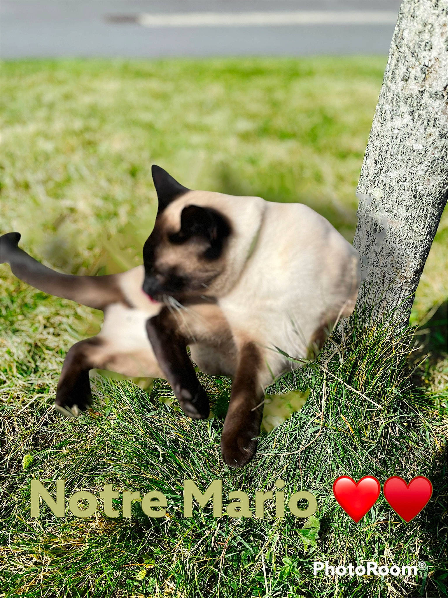 Mario participe au concours pour gagner de l'argent avec cette photo : balinese, carnivore, cat, fawn, felidae, fur, grass, grassland, groundcover, photo_caption, plant, siamese, small_to_medium_sized_cats, snout, tail, terrestrial_animal, tree, trunk, water, whiskers