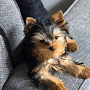 Baïko participe au concours pour gagner de l'argent avec cette photo : animal, canine, couch, cute, dog, domestic_animal, fluffy, fur, gray, indoor, laying, living_room, pet, portrait, puppy, relaxed, small_dog, texture, yorkshire_terrier, young
