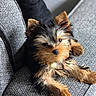 animal, canine, couch, cute, dog, domestic_animal, fluffy, fur, gray, indoor, laying, living_room, pet, portrait, puppy, relaxed, small_dog, texture, yorkshire_terrier, young