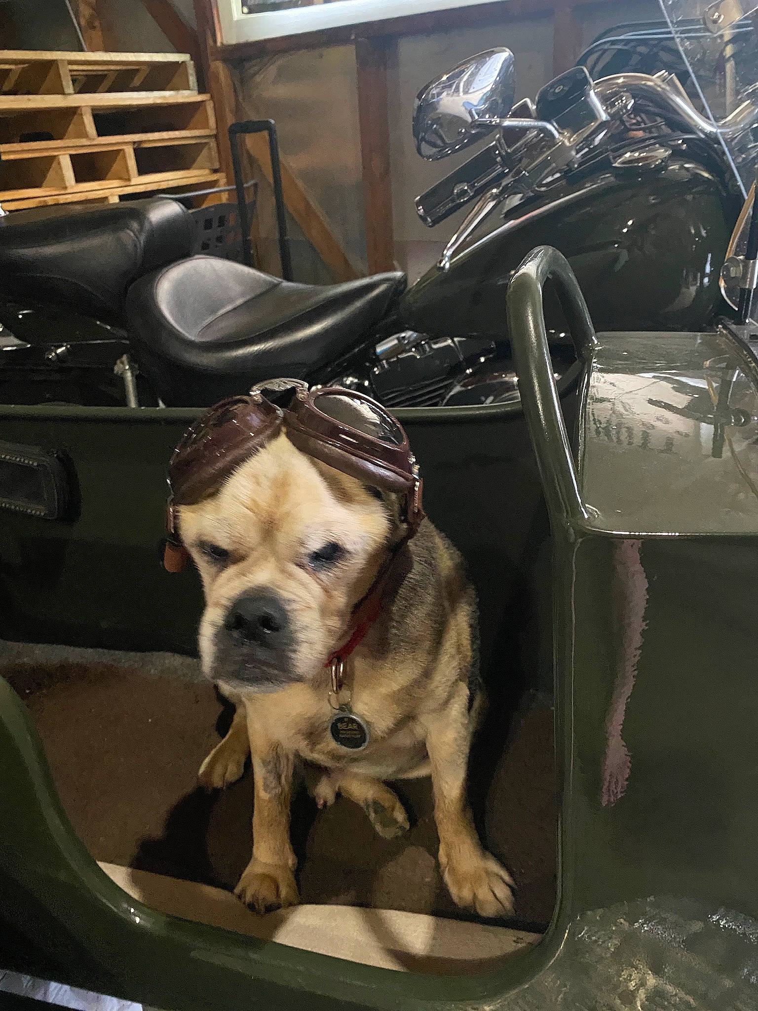 Bear Aka Bomb Dog joined the competition — help win amazing prizes! auto_part, automotive_design, automotive_exterior, automotive_lighting, bulldog, carnivore, companion_dog, dog, dog_breed, dog_collar, fawn, motor_vehicle, snout, sporting_group, toy_dog, vehicle, vehicle_door, whiskers, window, working_animal