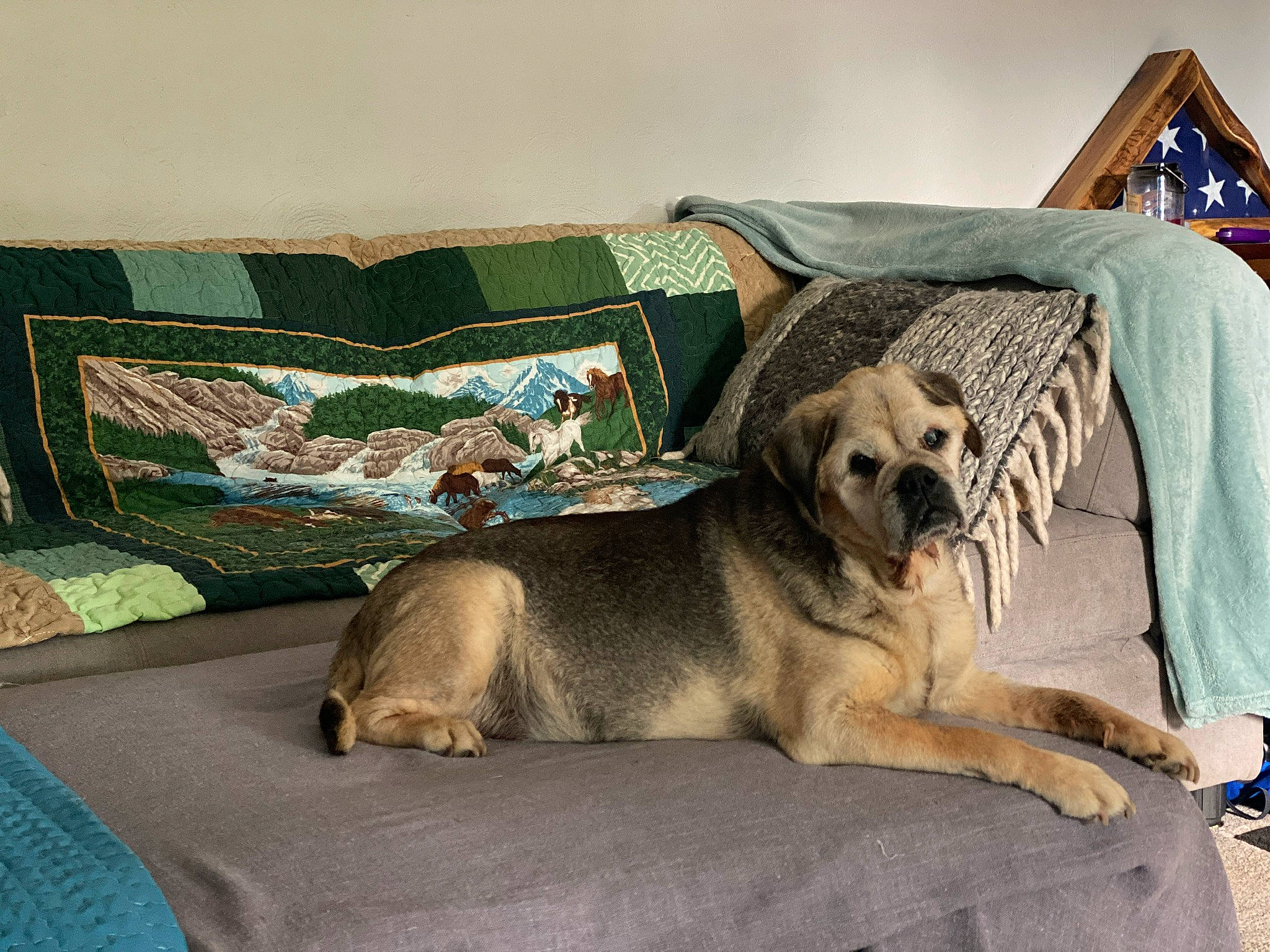 Bear Aka Bomb Dog joined the competition — help win amazing prizes! bedding, canidae, carnivore, comfort, companion_dog, dog, dog_breed, dog_supply, fawn, fur, grey, linens, paw, rectangle, snout, sporting_group, terrestrial_animal, tree, wood, working_animal