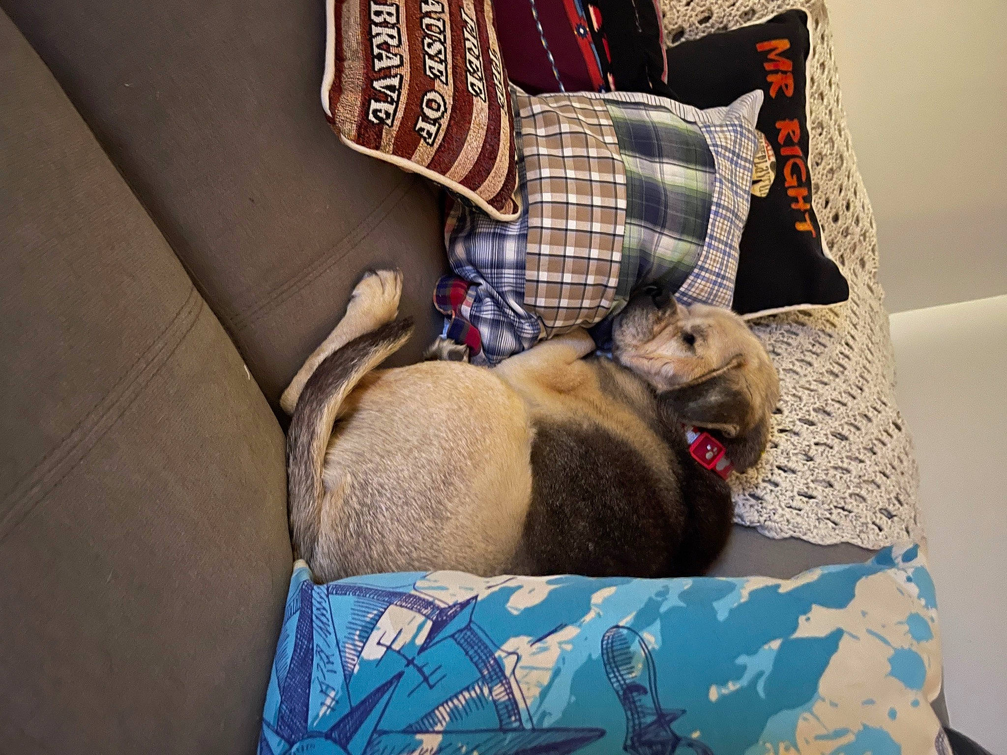 Bear Aka Bomb Dog joined the competition — help win amazing prizes! bag, carnivore, collar, comfort, companion_dog, dog, dog_breed, dog_collar, dog_supply, eyewear, fashion_accessory, fawn, hat, luggage_and_bags, mammal, pet_supply, plaid, sporting_group, tartan, working_animal