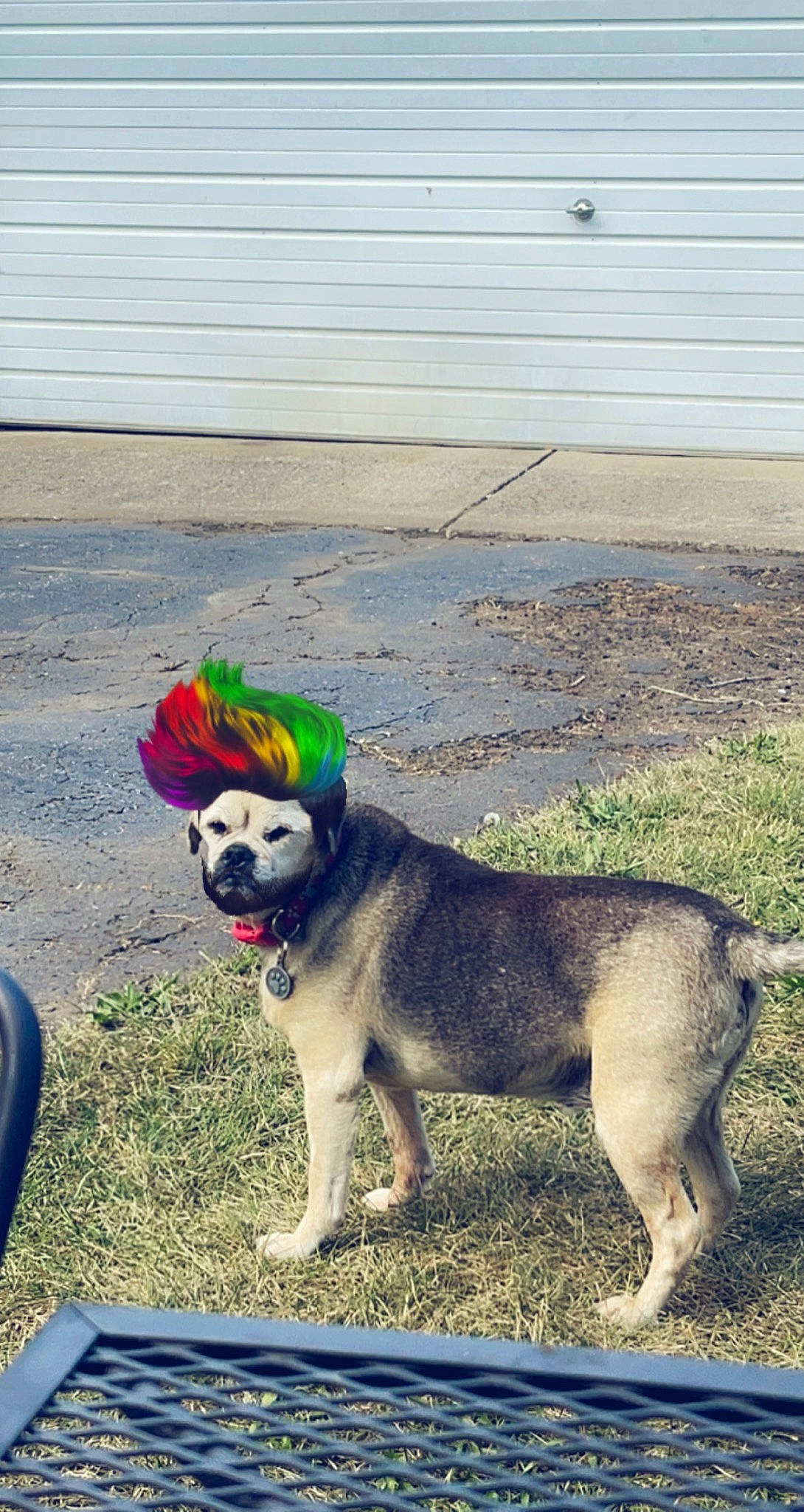 Bear Aka Bomb Dog joined the competition — help win amazing prizes! canidae, carnivore, collar, companion_dog, dog, dog_breed, dog_collar, dog_supply, fashion_accessory, fawn, grass, leash, pet_supply, plant, road_surface, soil, sporting_group, tail, working_animal, working_dog