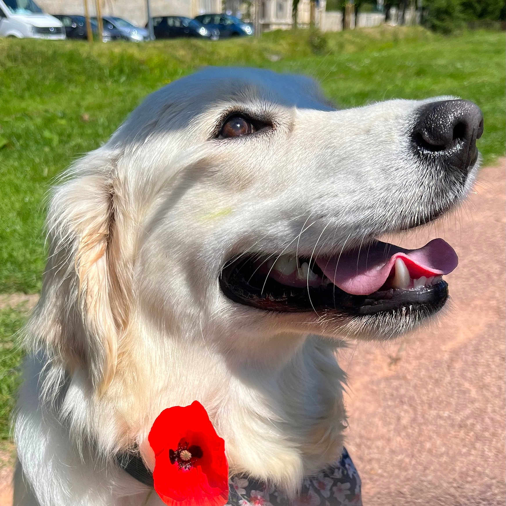 Poppy a rejoint le concours — aidez-le/la à gagner de superbes lots ! anemone, animal, bodypart, canine, car, dog, eskimodog, flower, geranium, goldenretriever, grass, mouth, person, pet, petal, plant, puppy, transportation, vehicle, whitedog