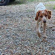 Anisse a rejoint le concours — aidez-le/la à gagner de superbes lots ! puppy, dog, gravel, outdoor, vehicle, wheel, greenery, young_animal, walking, curious, brown_and_white, ears, nature, daylight, pet, mammal, ground, grass, collar, closeup