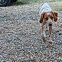 puppy, dog, gravel, outdoor, vehicle, wheel, greenery, young_animal, walking, curious, brown_and_white, ears, nature, daylight, pet, mammal, ground, grass, collar, closeup
