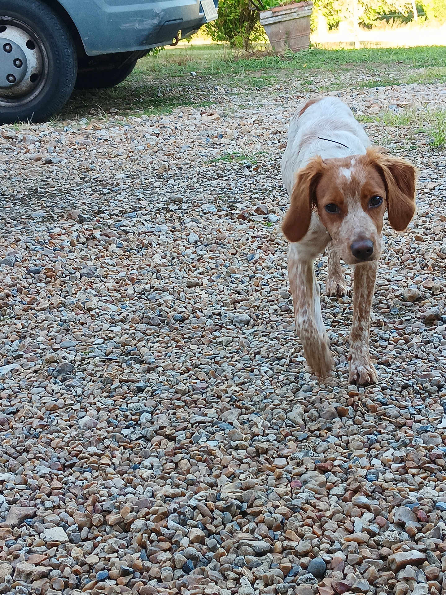 Anisse a rejoint le concours — aidez-le/la à gagner de superbes lots ! puppy, dog, gravel, outdoor, vehicle, wheel, greenery, young_animal, walking, curious, brown_and_white, ears, nature, daylight, pet, mammal, ground, grass, collar, closeup