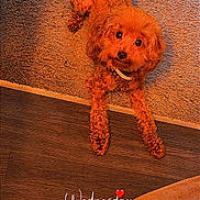 Honeybee is registered to the contest to win money with this photo: carpet, collar, cozy, curious, cute, dog, floor, fur, heart, indoor, looking_up, lying_down, orange, pet, small_dog, text_overlay, texture, warm_lighting, weekday, wooden_floor