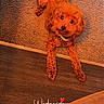 carpet, collar, cozy, curious, cute, dog, floor, fur, heart, indoor, looking_up, lying_down, orange, pet, small_dog, text_overlay, texture, warm_lighting, weekday, wooden_floor