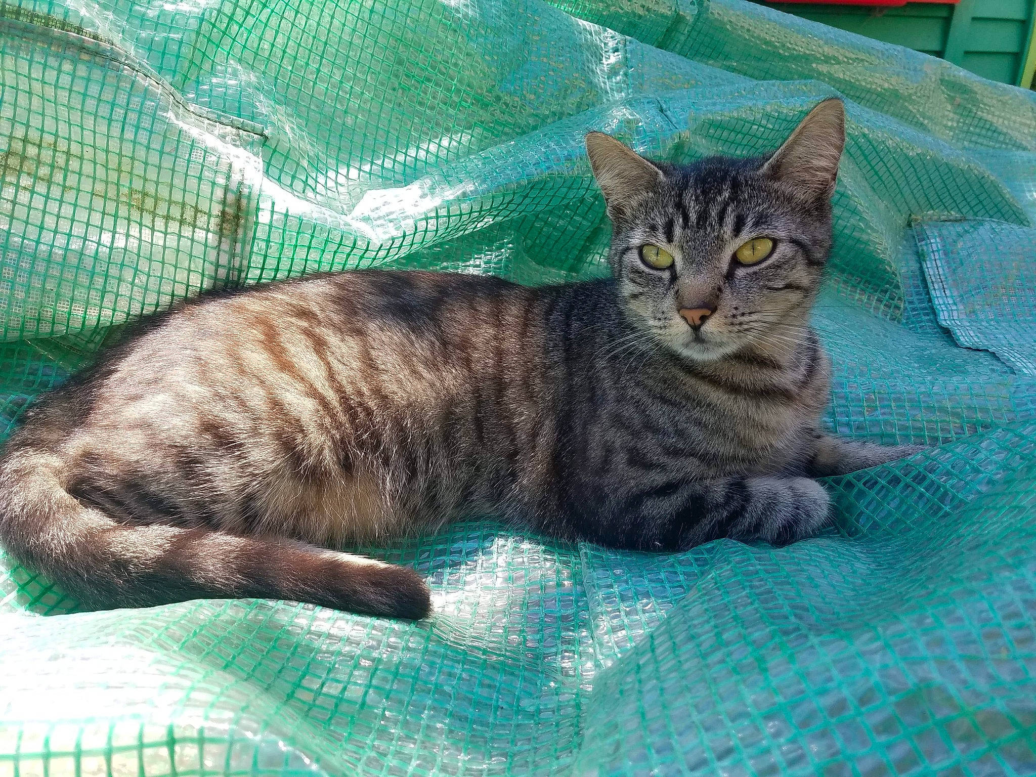 Choupinette participe au concours pour gagner de l'argent avec cette photo : american_shorthair, american_wirehair, asian, australian_mist, california_spangled, carnivore, cat, domestic_short_haired_cat, dragon_li, european_shorthair, felidae, german_rex, kitten, mammal, pixie_bob, small_to_medium_sized_cats, tabby_cat, vertebrate, whiskers, wild_cat