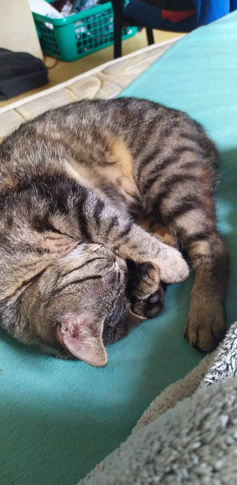 Choupinette a rejoint le concours — aidez-le/la à gagner de superbes lots ! canidae, carnivore, cat, domestic_short_haired_cat, dragon_li, european_shorthair, felidae, kitten, mammal, nap, ocicat, paw, pixie_bob, shar_pei, sleep, small_to_medium_sized_cats, snout, tabby_cat, whiskers