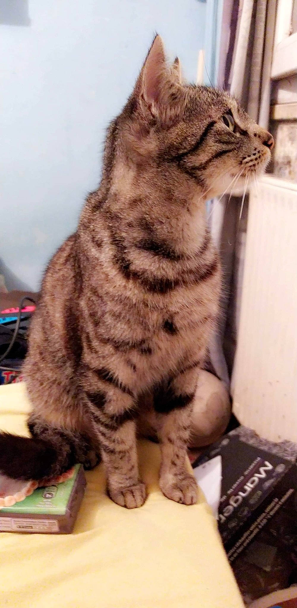 Choupinette participe au concours pour gagner de l'argent avec cette photo : american_bobtail, american_shorthair, american_wirehair, asian, british_semi_longhair, california_spangled, carnivore, cat, domestic_short_haired_cat, dragon_li, european_shorthair, felidae, mammal, ocicat, pixie_bob, small_to_medium_sized_cats, snout, tabby_cat, vertebrate, whiskers