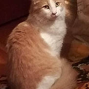 Jamie The Bugslayer is registered to the contest to win money with this photo: cat, orange_cat, white_cat, fluffy_fur, sitting, indoor, carpet, curious, pet, animal, feline, fur, whiskers, eyes, tail, relaxed, domestic, cute, portrait, mammal