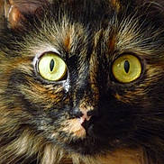 Julip joined the competition — help win amazing prizes! cat, tortoiseshell, close_up, eyes, whiskers, fur, portrait, pet, yellow_eyes, nose, face, indoor, macro, feline, cute, curious, focused, detail, muzzle, animal