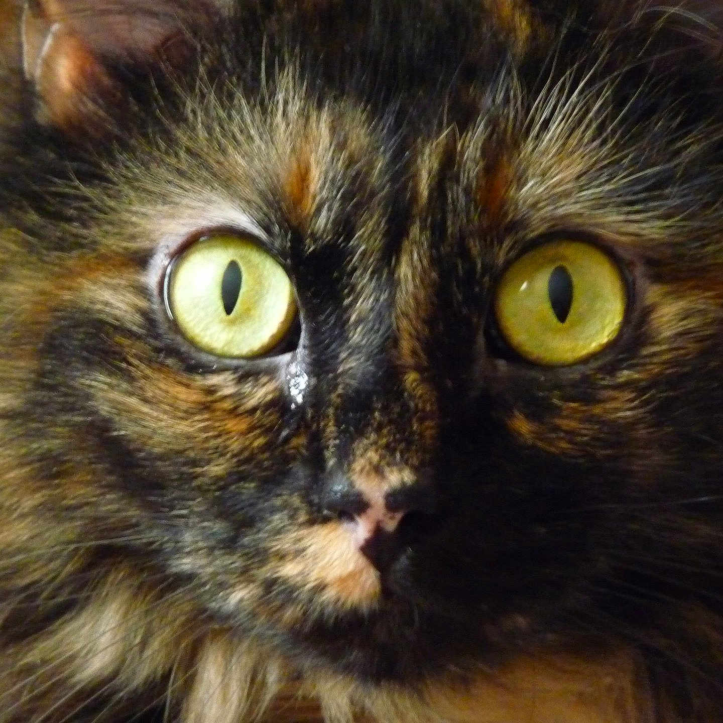 Julip joined the competition — help win amazing prizes! animal, cat, close_up, curious, cute, detail, eyes, face, feline, focused, fur, indoor, macro, muzzle, nose, pet, portrait, tortoiseshell, whiskers, yellow_eyes