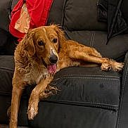 Hank is registered to the contest to win money with this photo: dog, golden_retriever, couch, leather, living_room, carpet, red_jacket, pet, domestic_animal, tongue_out, relaxed, furniture, indoor, canine, animal, fur, four_legs, seated, home, comfort