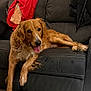dog, golden_retriever, couch, leather, living_room, carpet, red_jacket, pet, domestic_animal, tongue_out, relaxed, furniture, indoor, canine, animal, fur, four_legs, seated, home, comfort