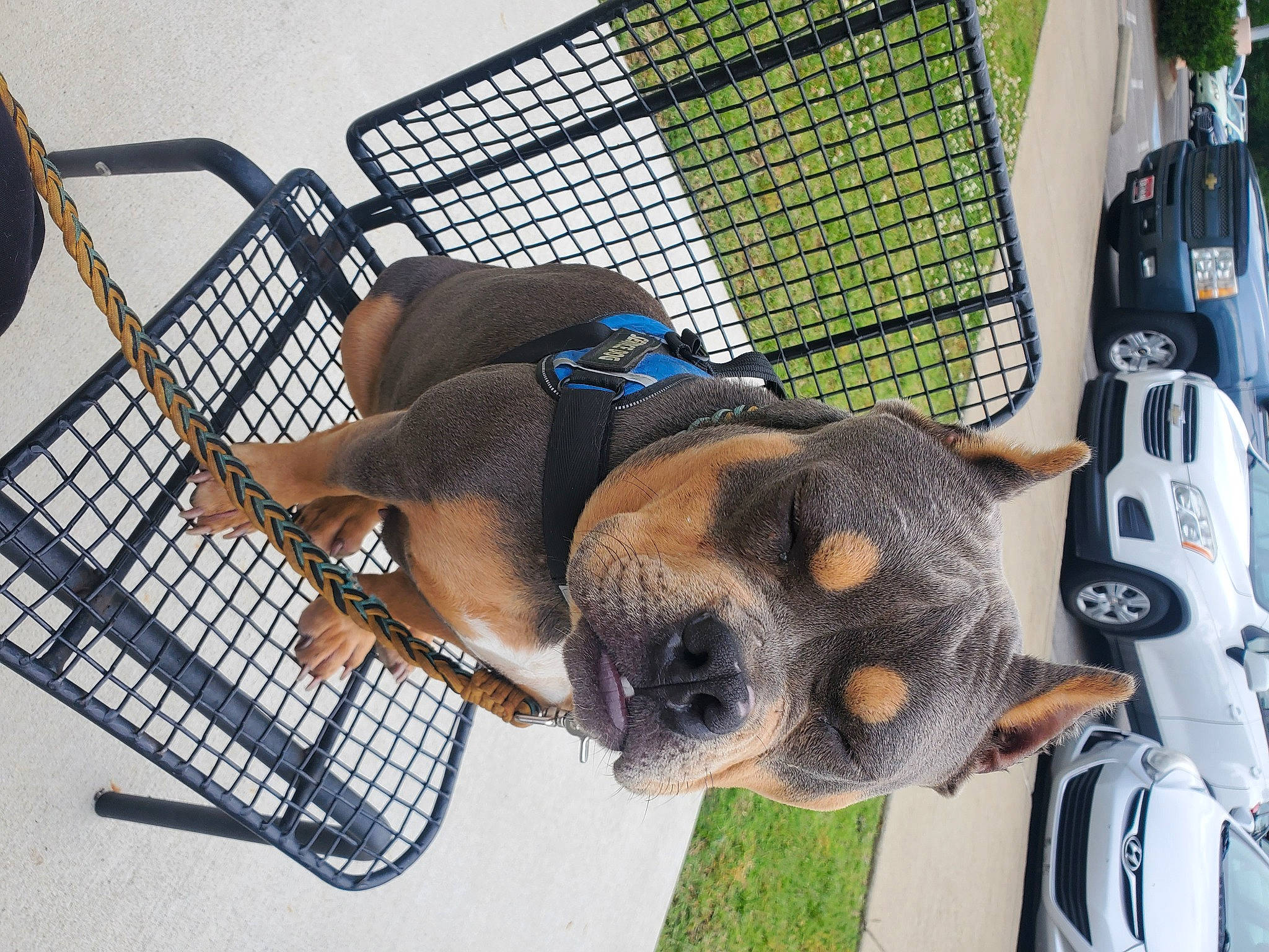 Happy joined the competition — help win amazing prizes! animal_shelter, auto_part, automotive_exterior, car, carnivore, collar, companion_dog, dog, dog_breed, dog_crate, dog_supply, fawn, mesh, metal, pet_supply, snout, sporting_group, vehicle, vehicle_door, working_animal