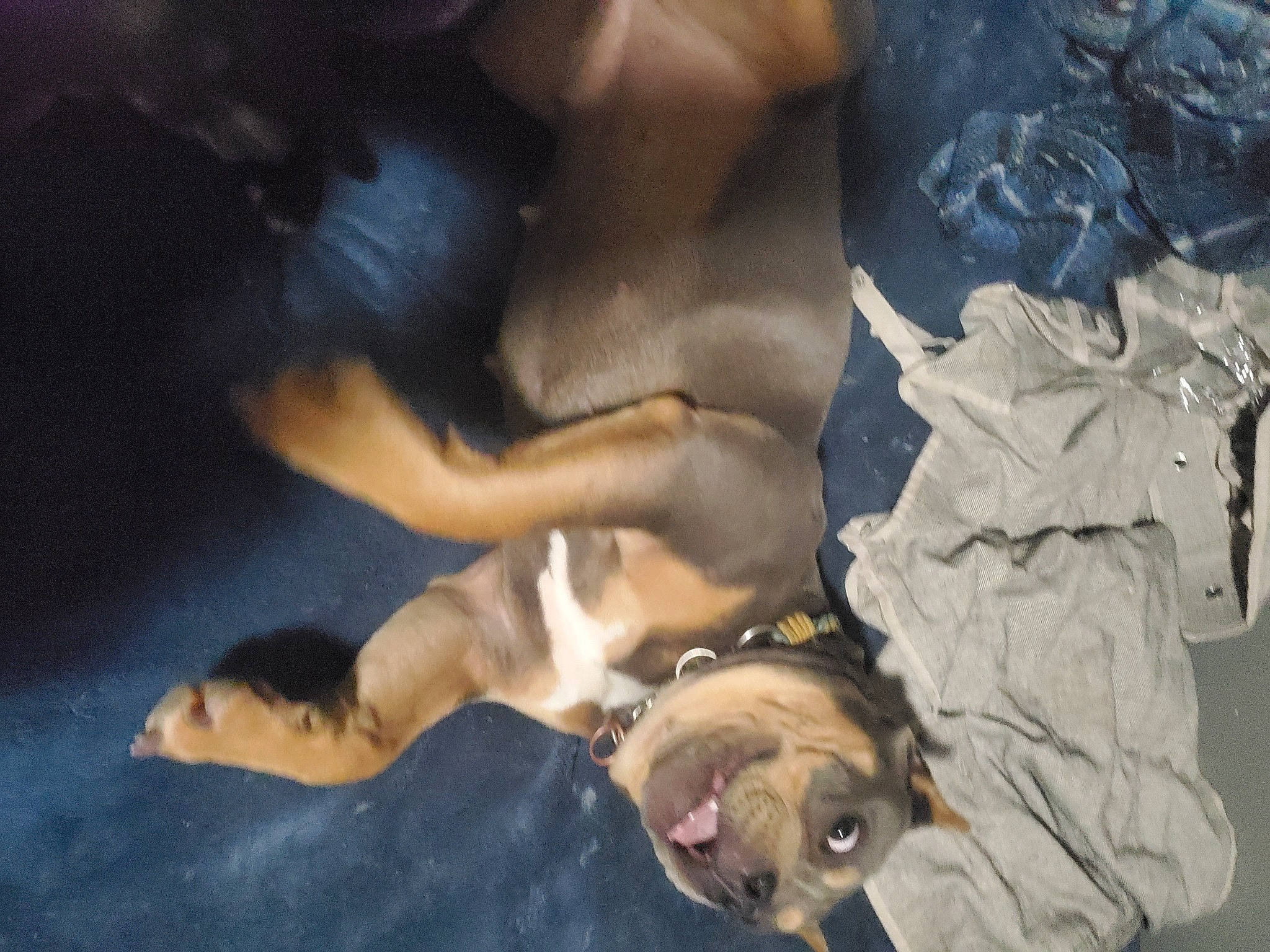 Happy joined the competition — help win amazing prizes! adventure, art, barechested, canidae, carnivore, chest, companion_dog, dog, dog_breed, fawn, guard_dog, non_sporting_group, paw, plastic_bag, snout, sporting_group, street_dog