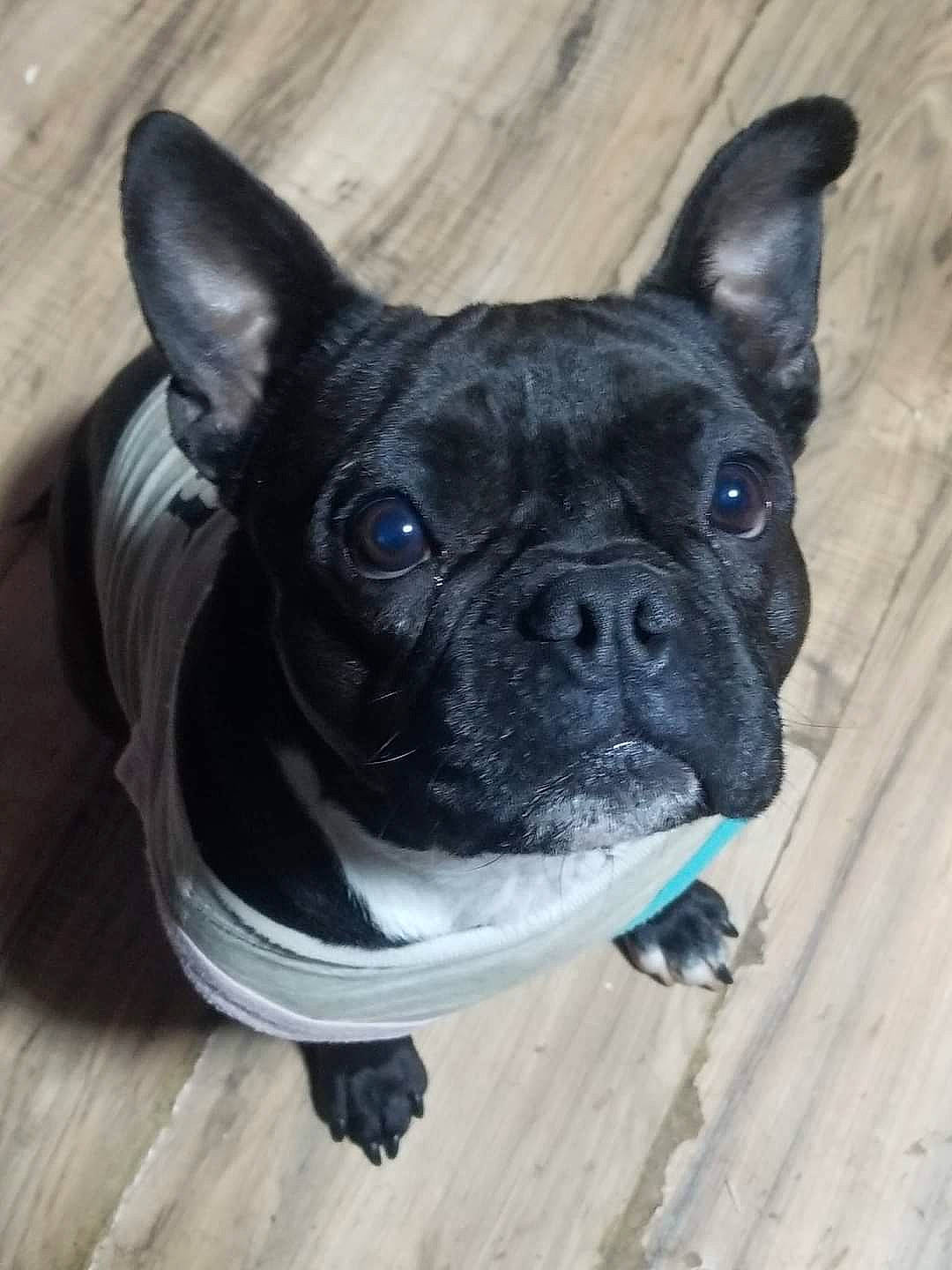 Chikorita is registered to the contest to win money with this photo: bulldog, canidae, carnivore, collar, companion_dog, dog, dog_breed, dog_collar, ear, electric_blue, fawn, french_bulldog, non_sporting_group, snout, sporting_group, terrestrial_animal, toy_dog, whiskers, wood, working_animal