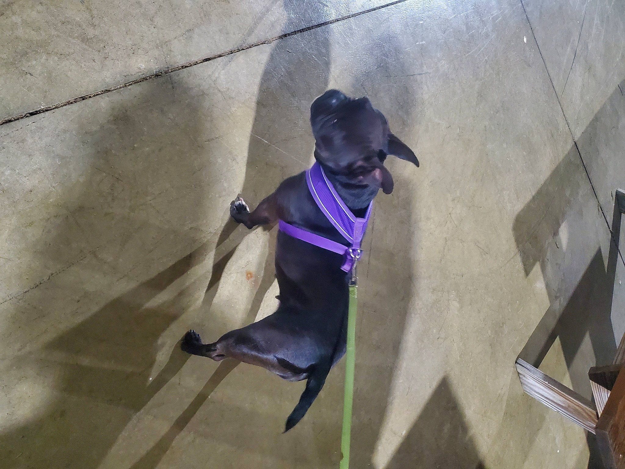 Chikorita is registered to the contest to win money with this photo: canidae, carnivore, collar, companion_dog, dog, dog_breed, dog_collar, dog_supply, electric_blue, fawn, grey, leash, personal_protective_equipment, pet_supply, purple, snout, sporting_group, tail, toy_dog, working_animal