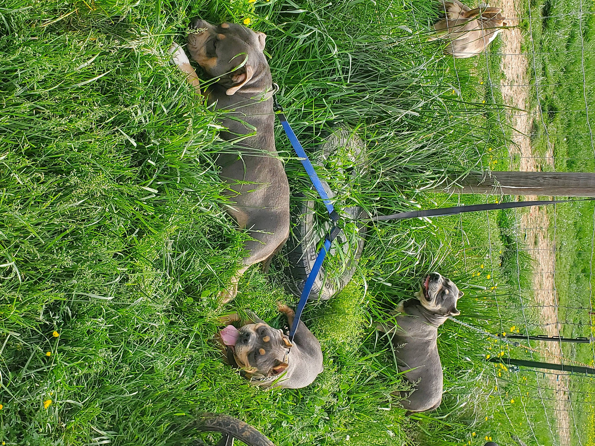 Brigid is registered to the contest to win money with this photo: beak, carnivore, electric_blue, fawn, felidae, grass, grass_family, groundcover, herb, lawn, nature_reserve, plant, shrub, sporting_group, tail, terrestrial_animal, terrestrial_plant, tree, trunk, wildlife