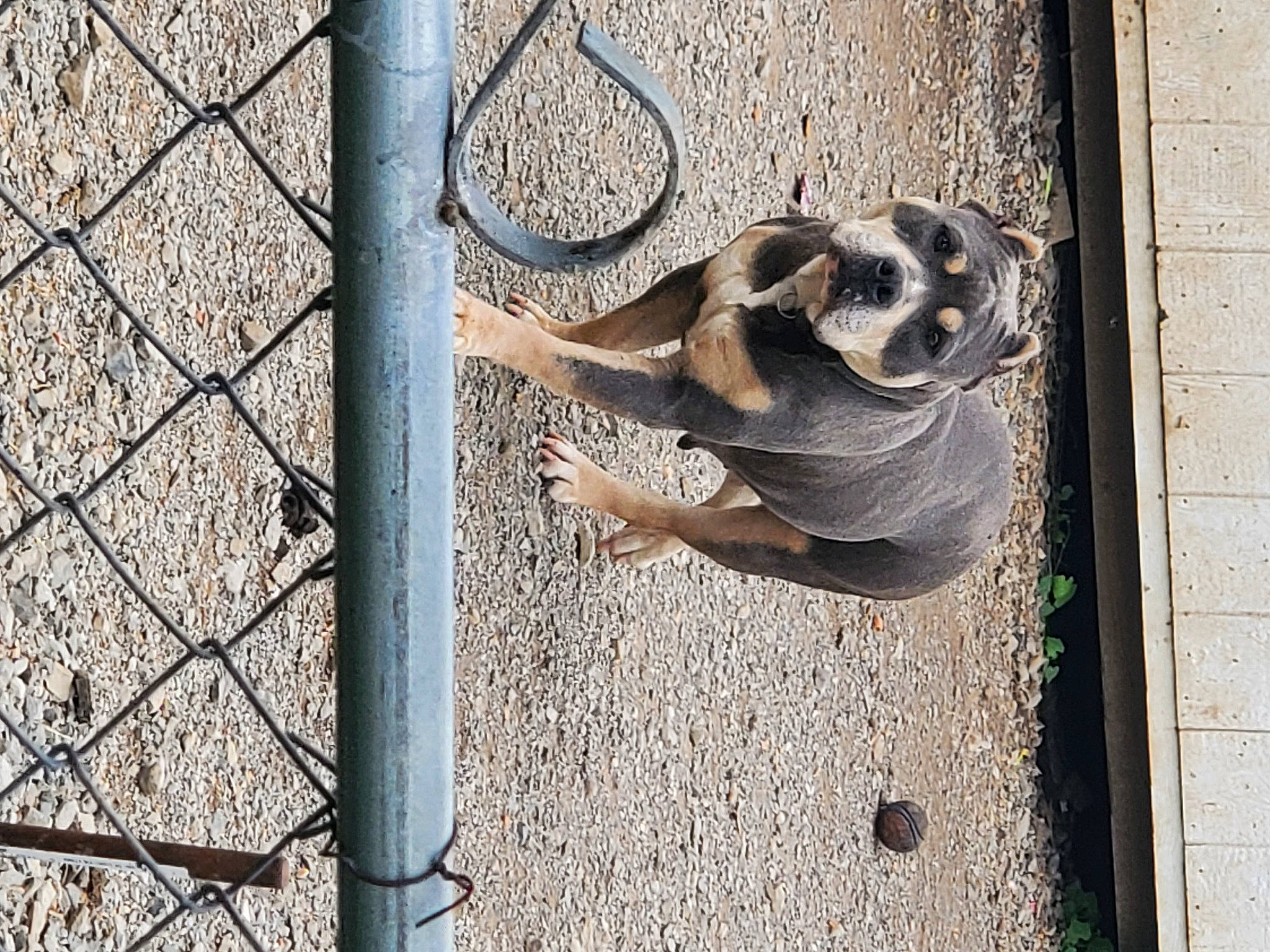 Brigid joined the competition — help win amazing prizes! art, chain_link_fencing, concrete, dog_breed, door, door_handle, door_knocker, facade, fence, mesh, metal, sculpture, shadow, snout, tail, terrestrial_animal, window, wire_fencing, wood, working_animal
