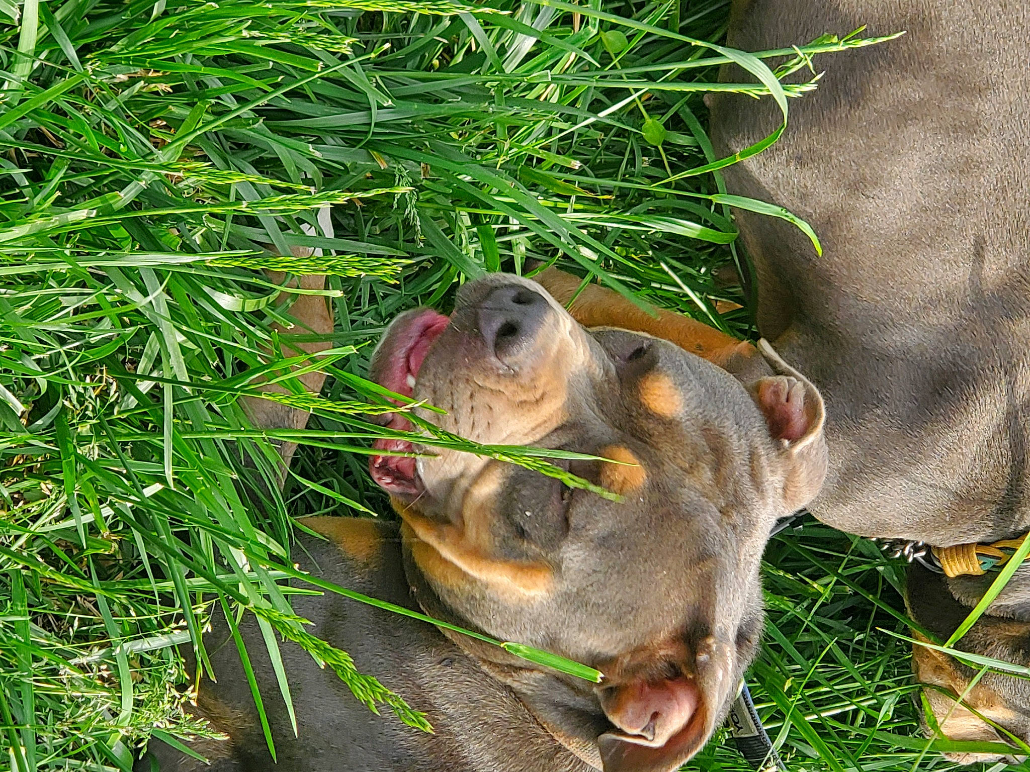 Gypsy is registered to the contest to win money with this photo: canidae, carnivore, companion_dog, dog_breed, fawn, grass, grass_family, groundcover, hierochloe, plant, sedge_family, sporting_group, terrestrial_animal, whiskers, working_animal