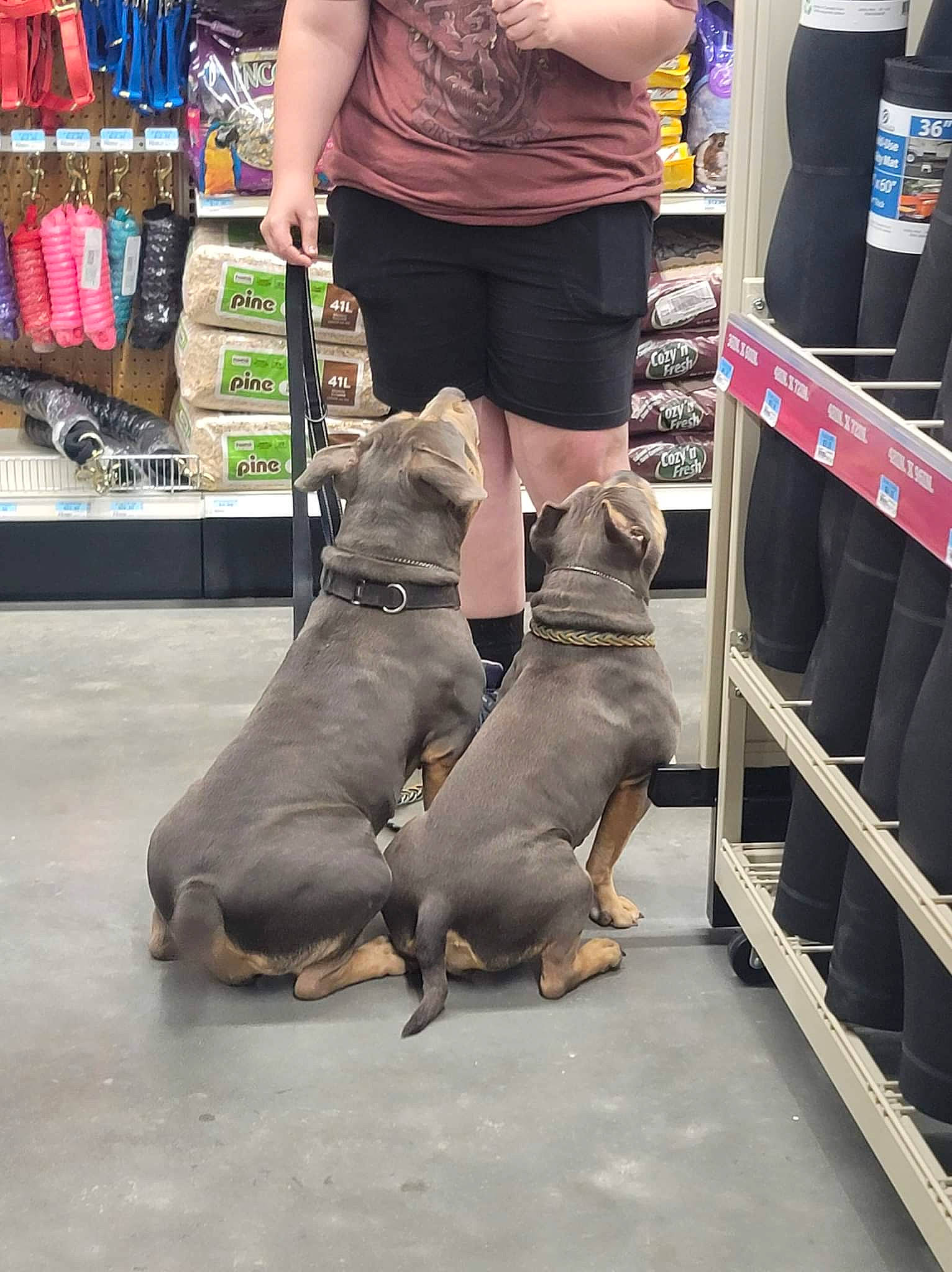 Gypsy is registered to the contest to win money with this photo: bag, calf, carnivore, companion_dog, dog, dog_breed, durango_boot, eyewear, fawn, foot, human_leg, joint, knee, leash, leg, luggage_and_bags, street_fashion, thigh, waist, working_animal