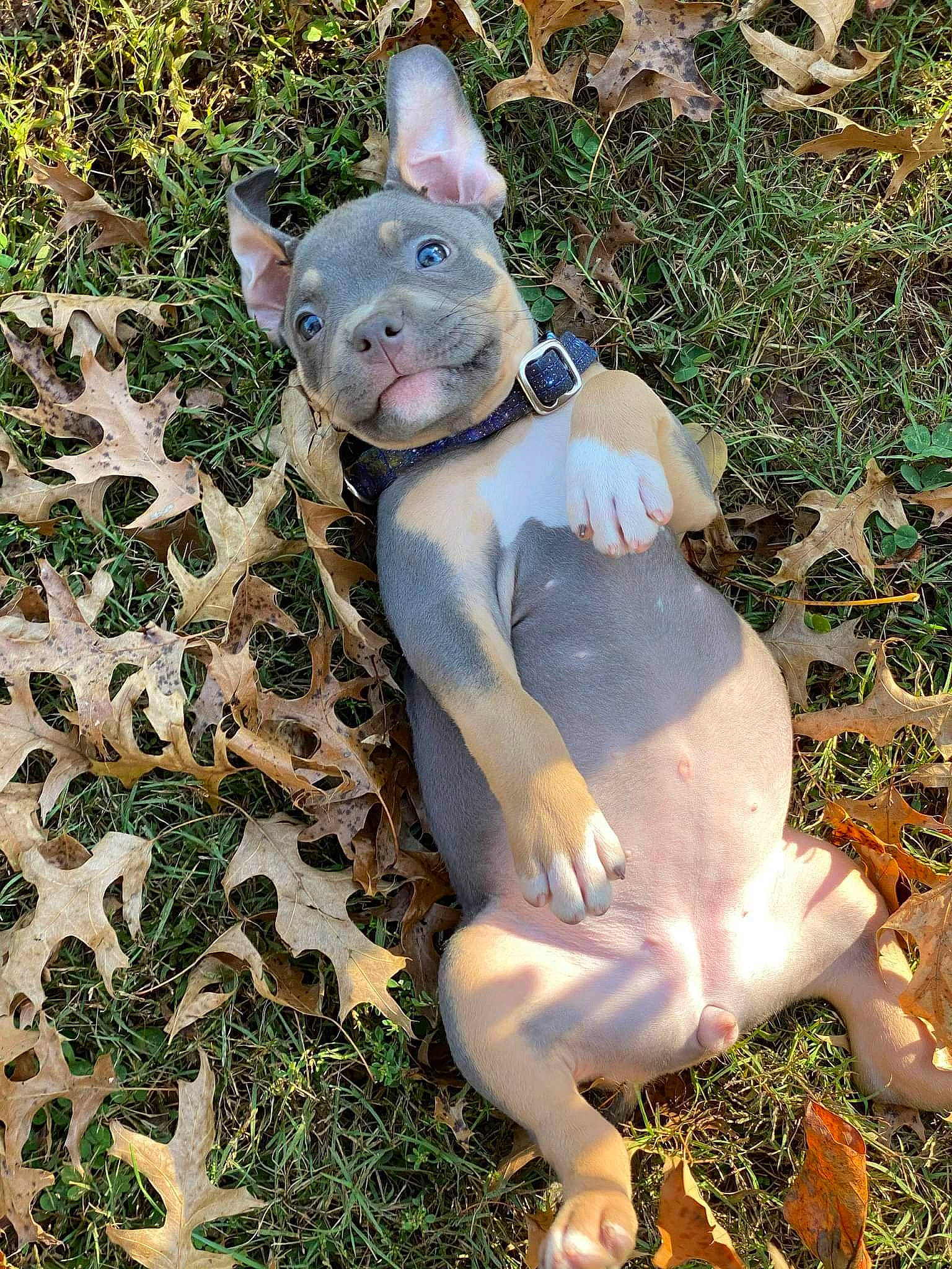 Gypsy joined the competition — help win amazing prizes! art, carmine, carnivore, comb, companion_dog, dog_breed, fawn, fur, grass, natural_material, organism, pattern, paw, sculpture, snout, tail, terrestrial_animal, toy, vertebrate, whiskers